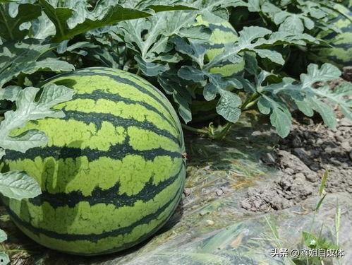 热门大瓜有哪些,揭秘明星幕后故事